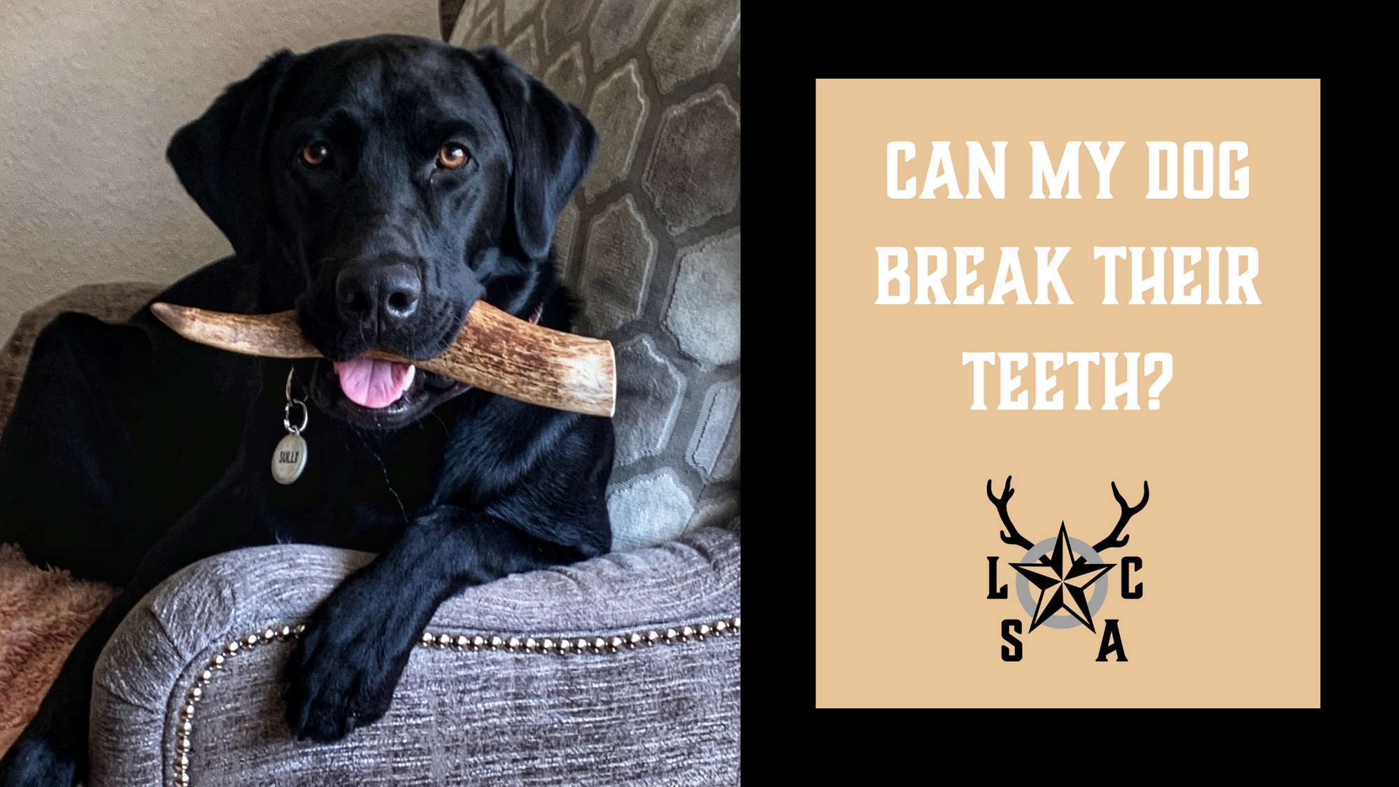 Can My Dog Break Their Teeth?