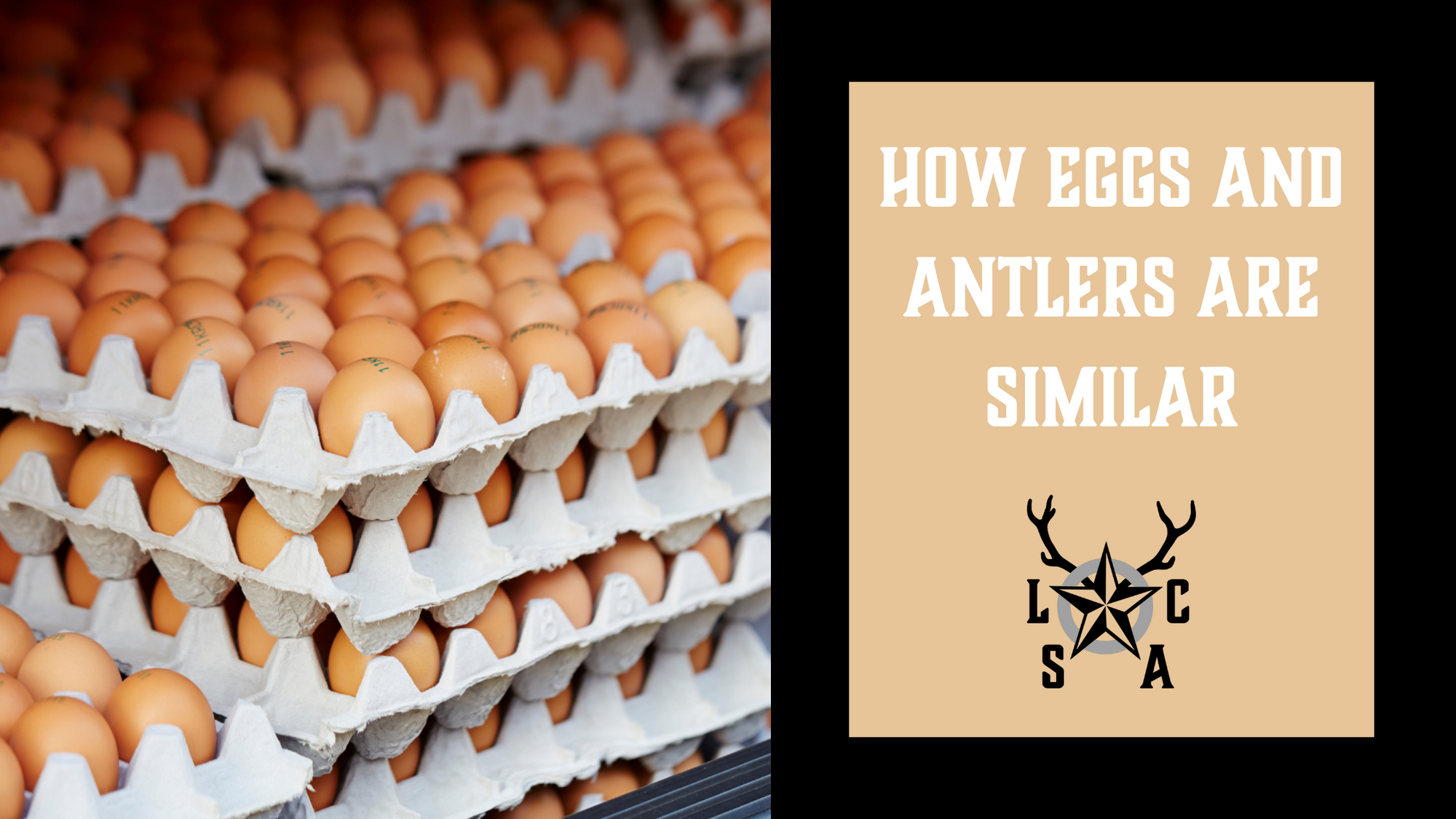 How Eggs And Antlers Are Similar