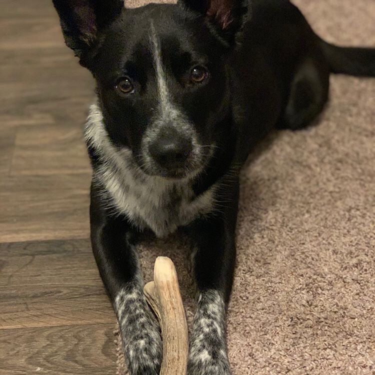 Small Aggressive Antler Chew