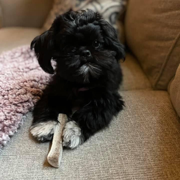Small Average Antler Chew