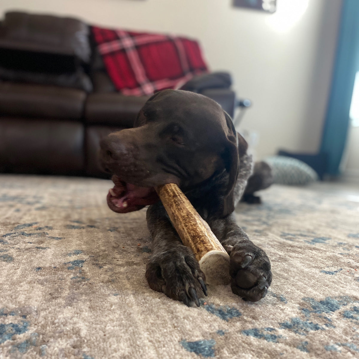 Large Aggressive Antler Chew