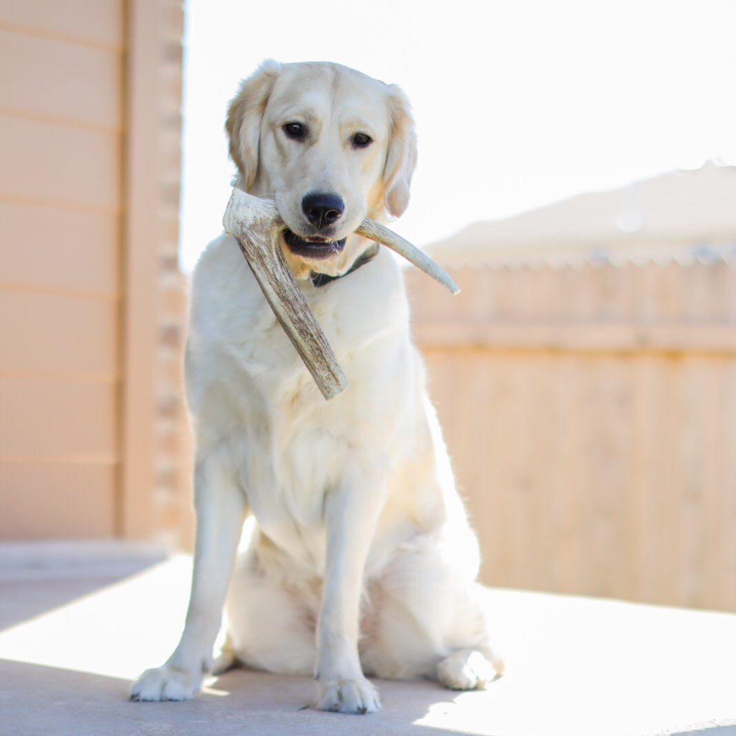Medium Aggressive Antler Chew
