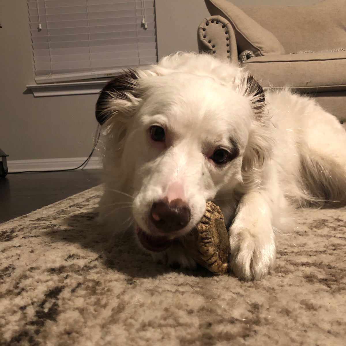 Medium Average Antler Chew