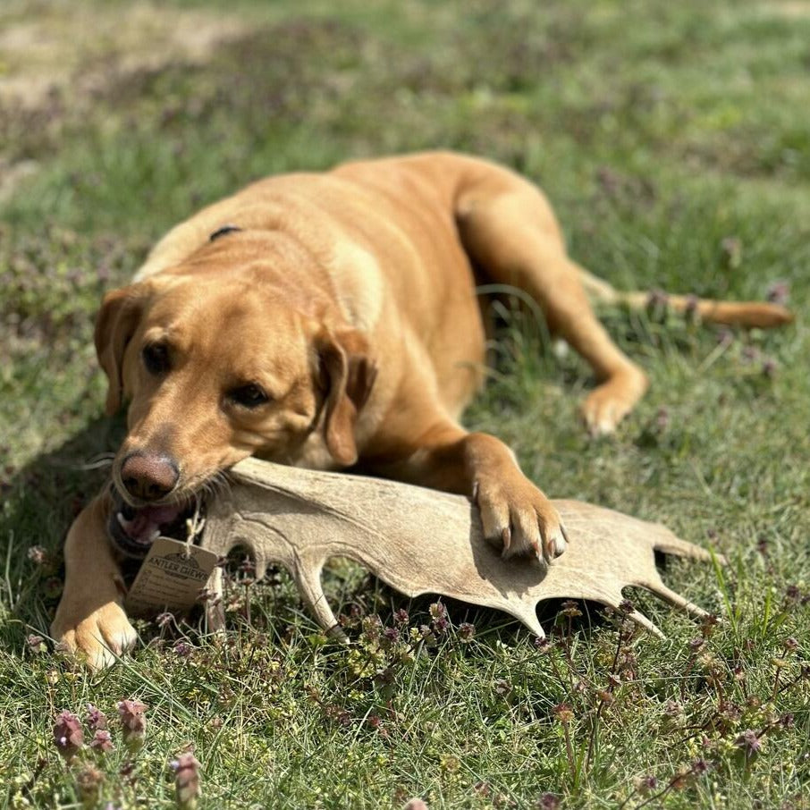 Large Average Antler Chew