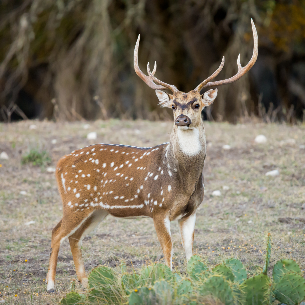 Small Aggressive Antler Chew