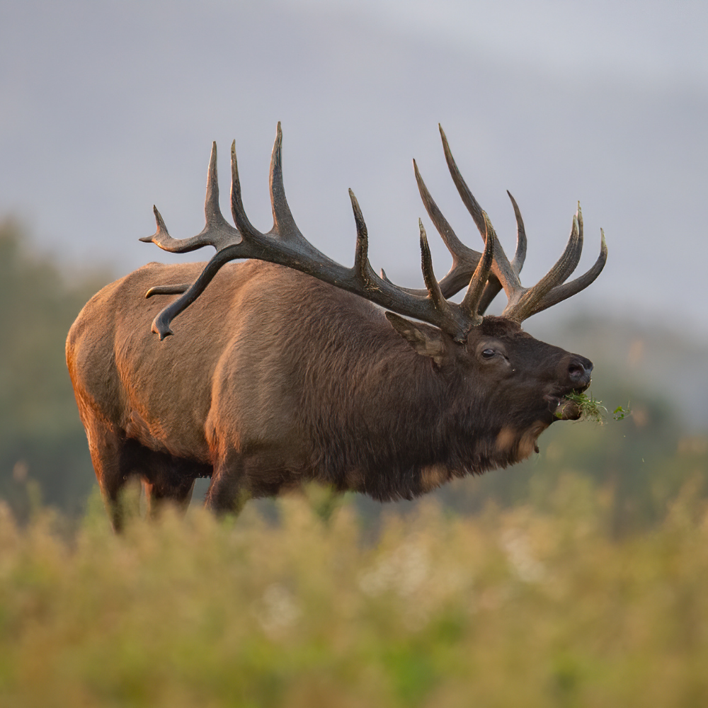 Large Average Antler Chew