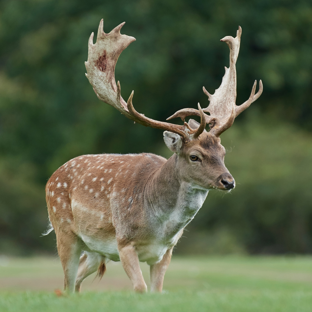 Small Average Antler Chew