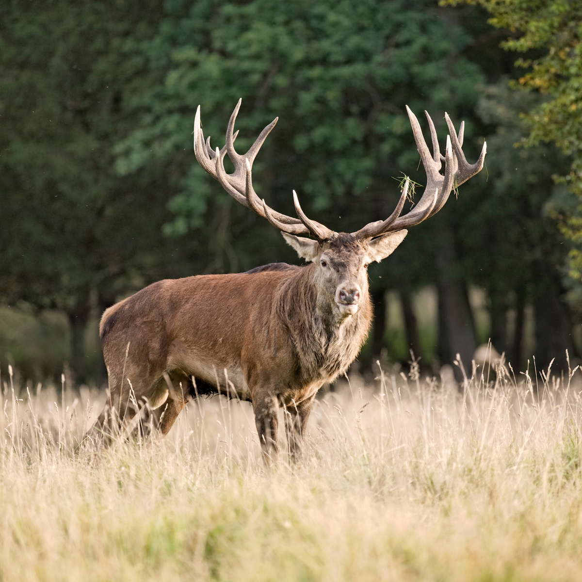 Large Aggressive Antler Chew