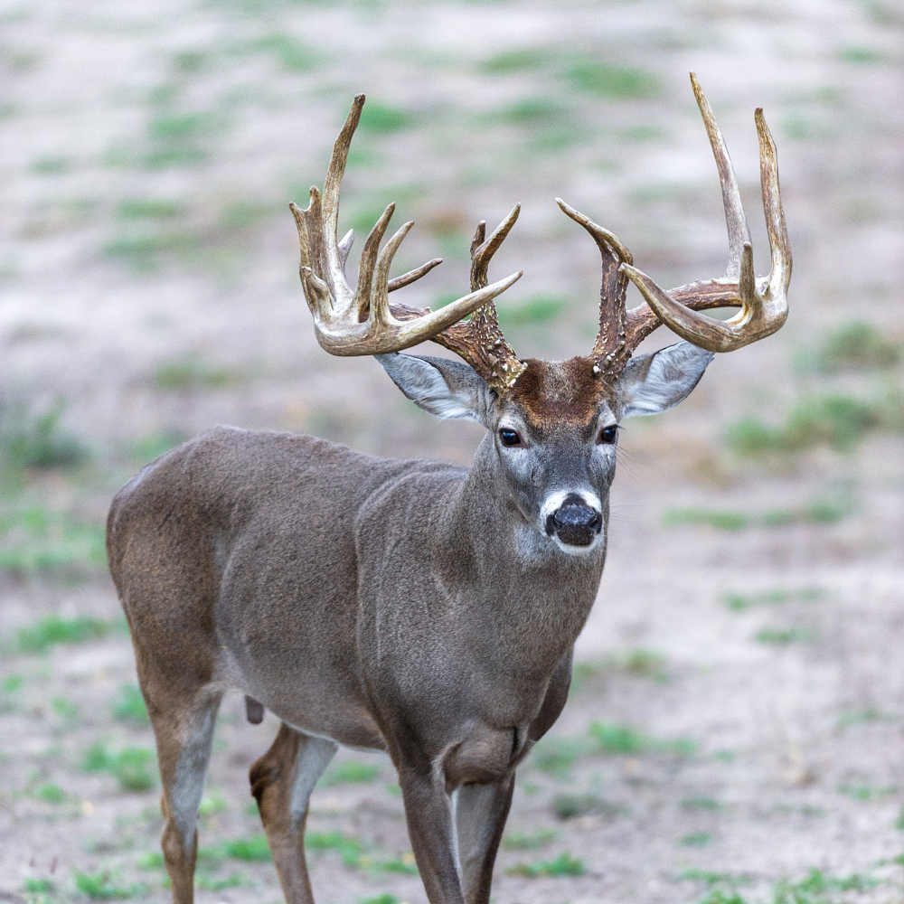Medium Aggressive Antler Chew