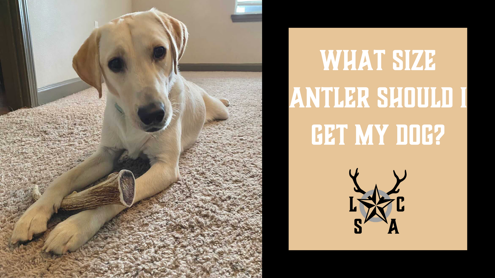 What Size Antler Should I Get My Dog?