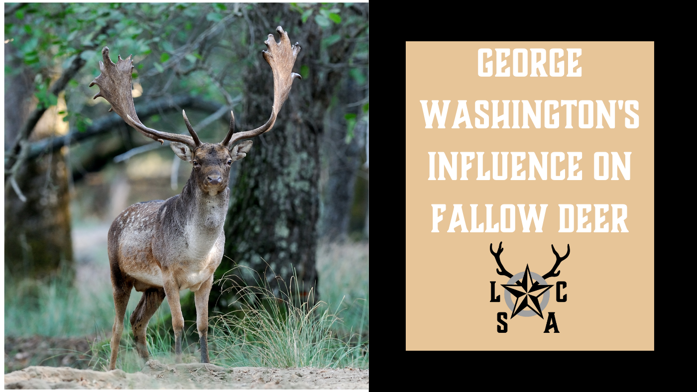 George Washington's Influence On Fallow Deer