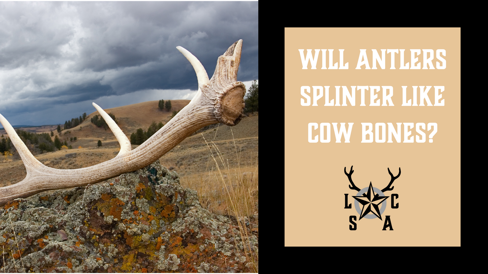 Are antlers online bone