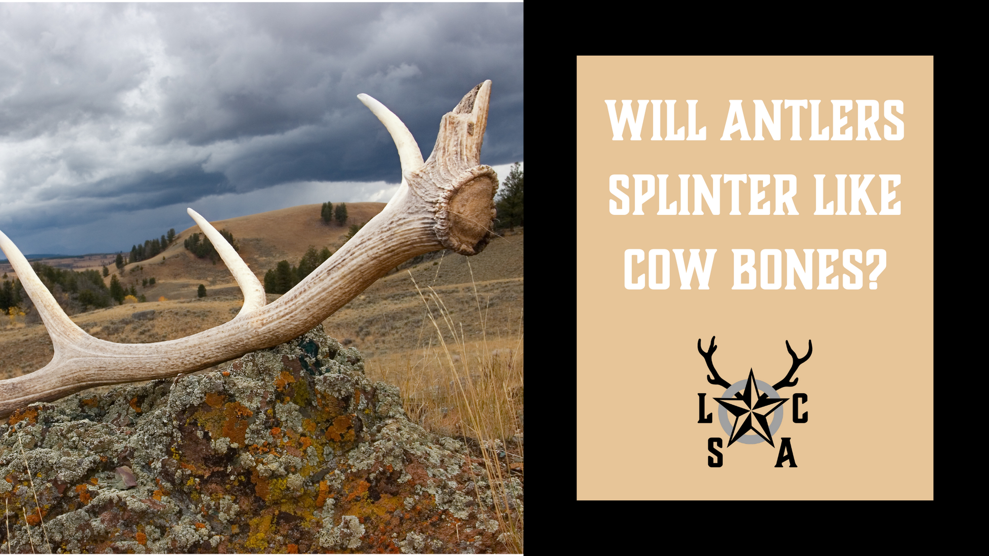 Will Antlers Splinter Like Cow Bones?