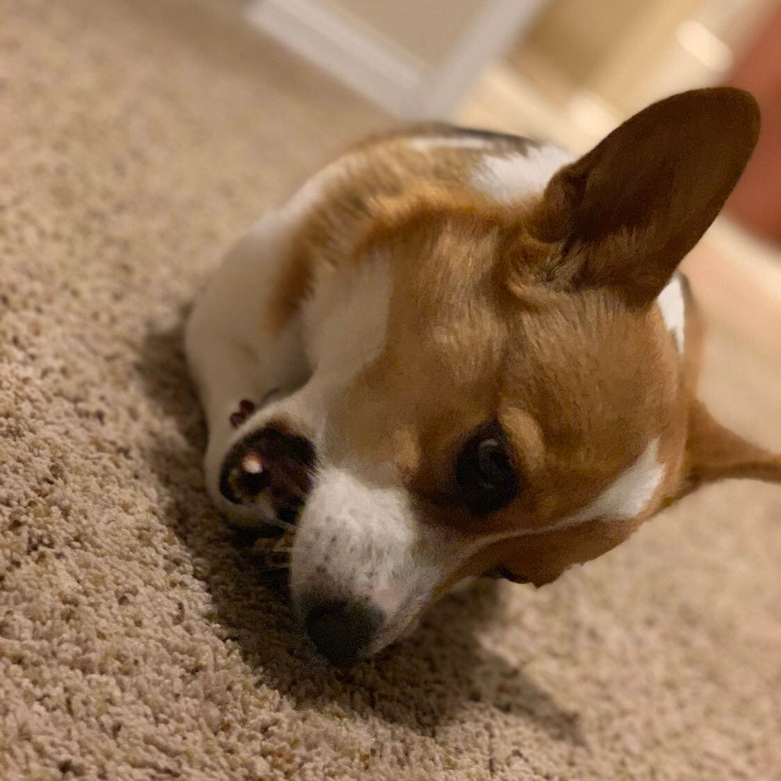 Average Chewing Small Dogs