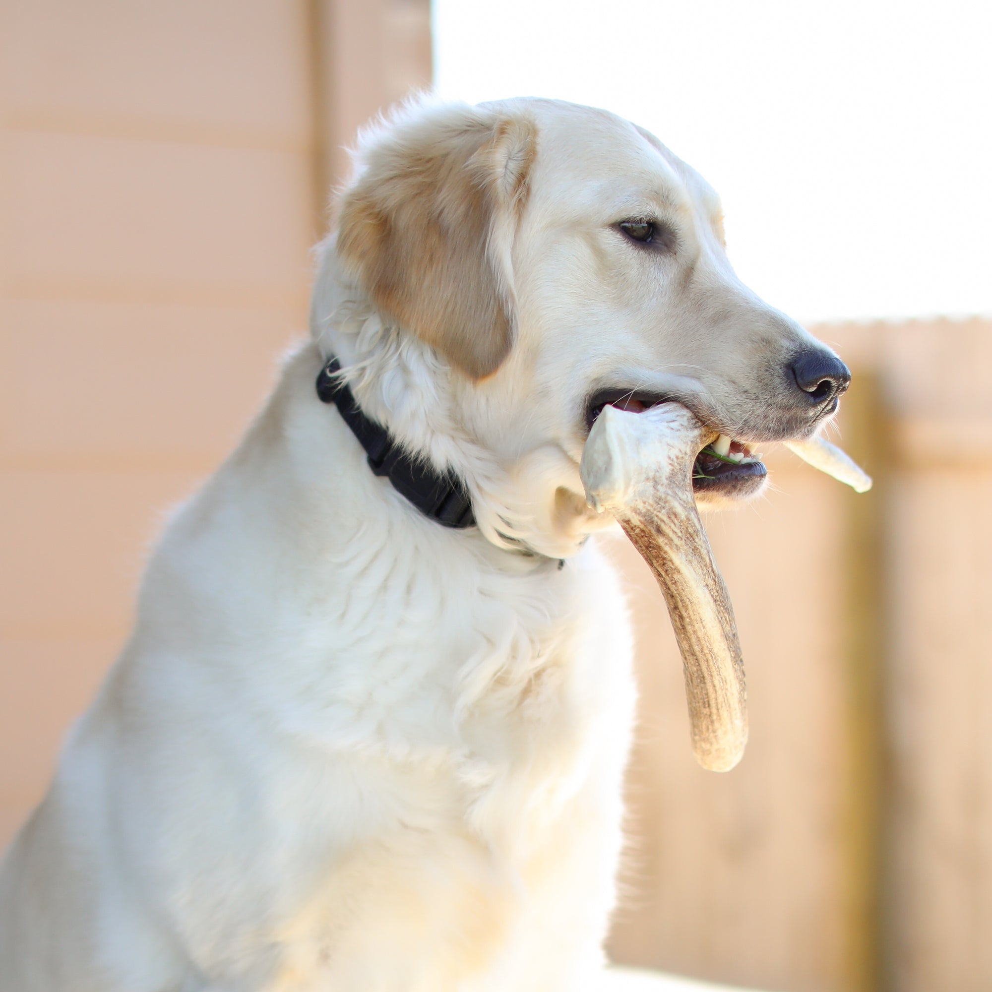 Aggressive Chewing Medium Dogs