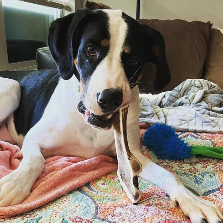 Amateur Chewing Medium Dogs