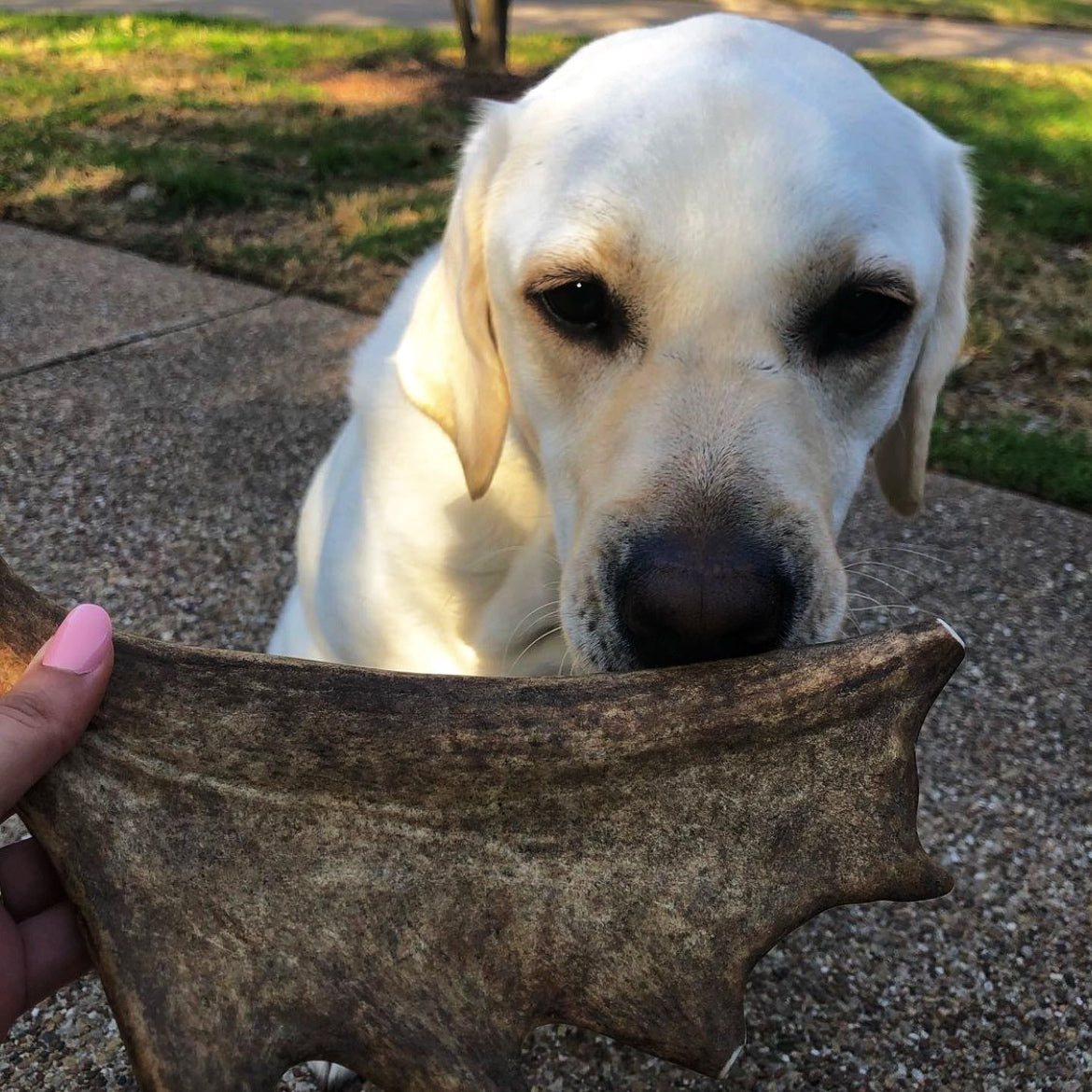 Average Chewing Large Dogs