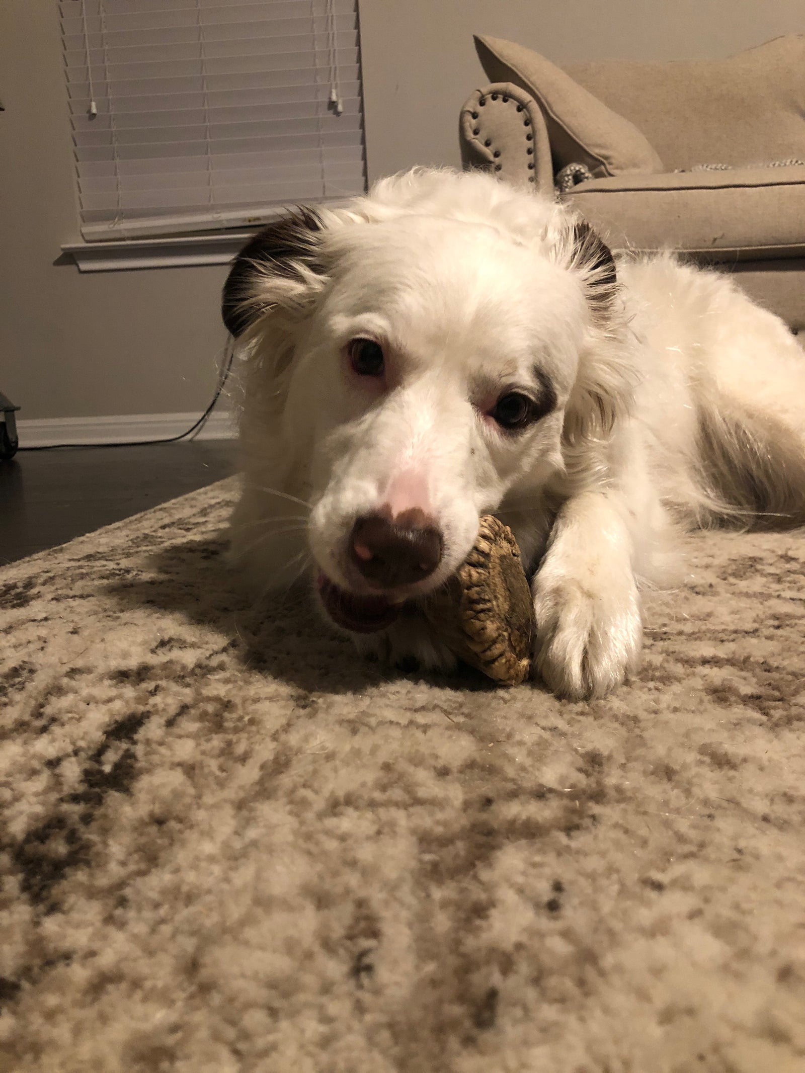 Average Chewing Medium Dogs