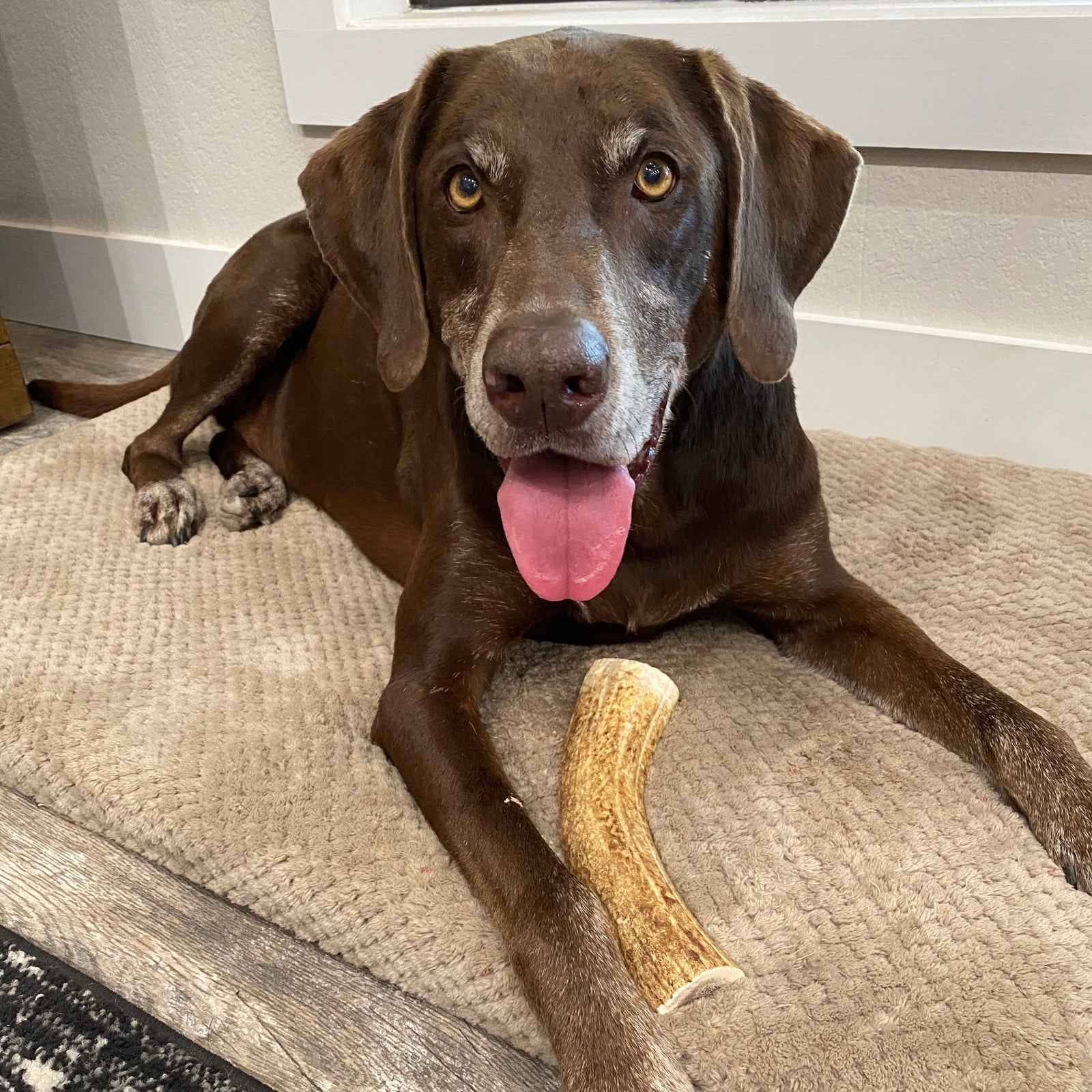 Amateur Chewing Large Dogs